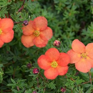 Potentilla fruticosa 'Red Ace' 15-20 cm